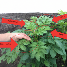 plantportalkartoffel.png